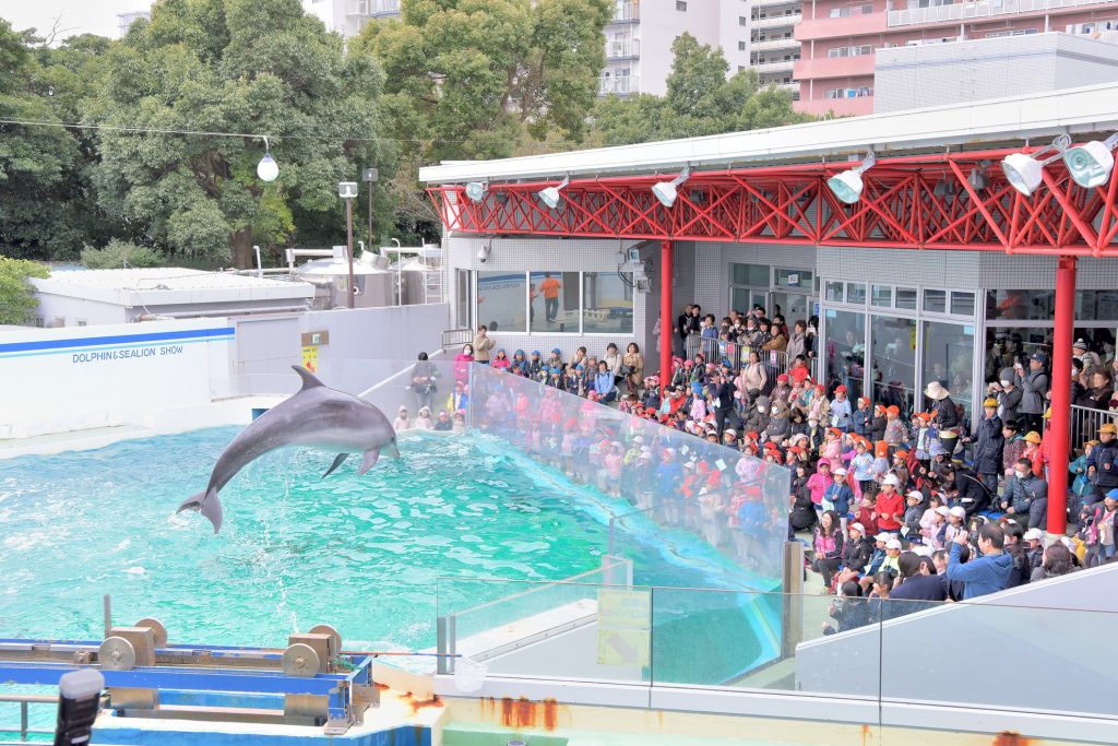 大きな構図もおまかせ。自然光を活かし、しっかりとイルカのベストショットを捉えます